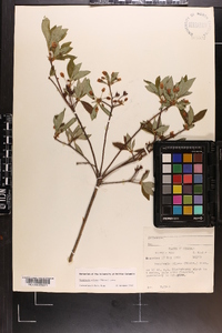 Rhododendron pilosum image