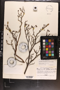 Rhododendron pilosum image