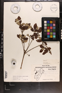 Rhododendron pilosum image