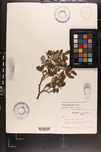 Rhododendron pilosum image