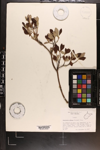 Rhododendron pilosum image