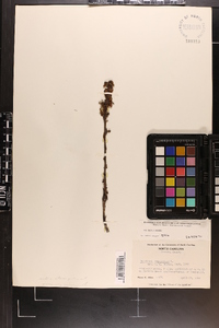 Hypopitys monotropa image