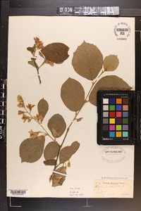 Styrax grandifolius image