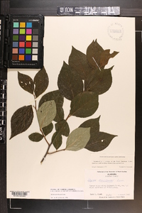 Styrax americanus image