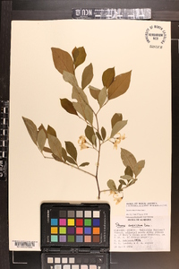 Styrax americanus image