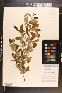Styrax americanus image
