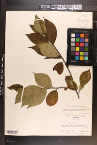Styrax americanus image