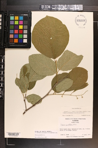 Styrax grandifolius image