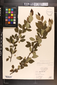 Styrax americanus image