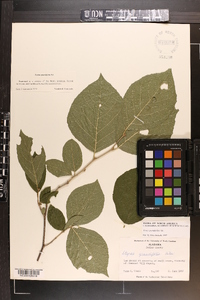 Styrax americanus image