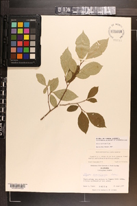 Styrax americanus image