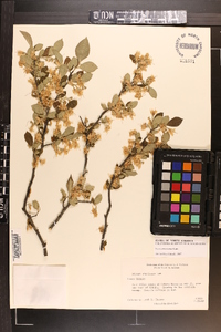 Styrax americanus image