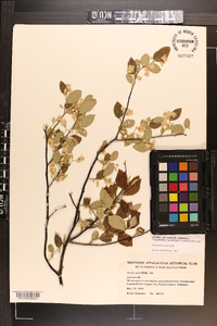 Styrax americanus image