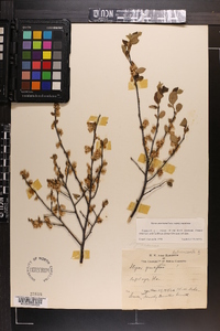 Styrax americanus image