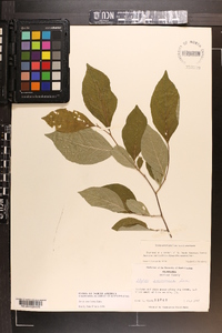 Styrax americanus image