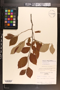 Styrax americanus image