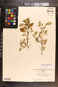 Styrax americanus image