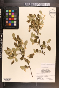 Styrax americanus image