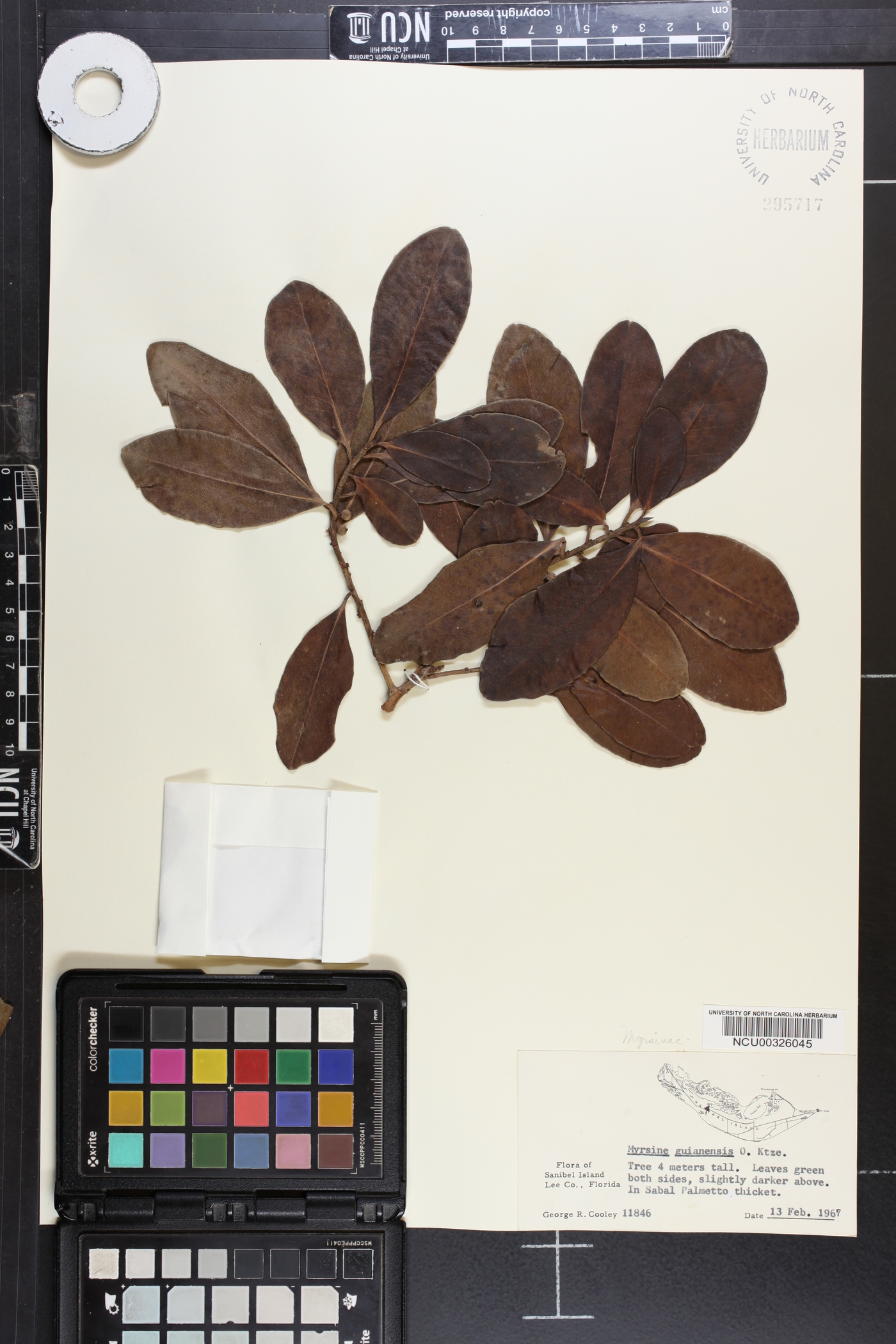 Myrsine guianensis image
