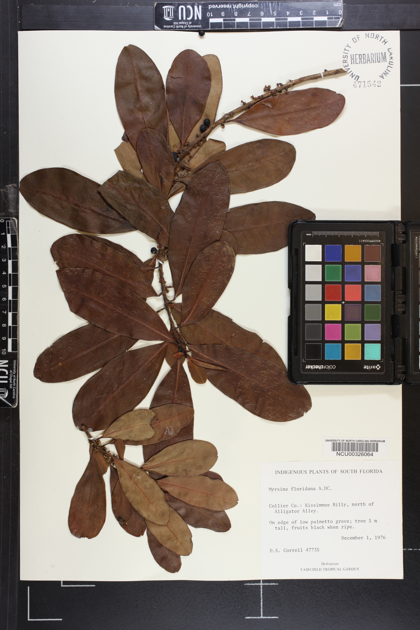Myrsine floridana image
