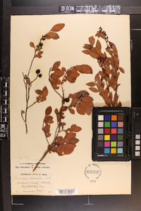 Vaccinium fuscatum image