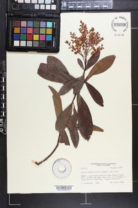 Ardisia escallonioides image