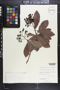 Ardisia escallonioides image