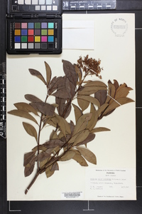 Ardisia escallonioides image