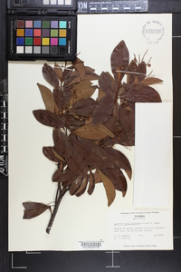 Ardisia escallonioides image