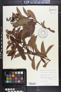 Ardisia escallonioides image