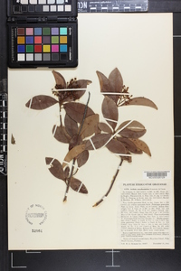 Ardisia escallonioides image