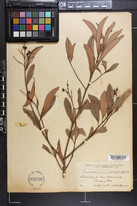 Icacorea paniculata image