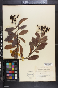 Icacorea paniculata image