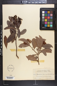 Icacorea paniculata image