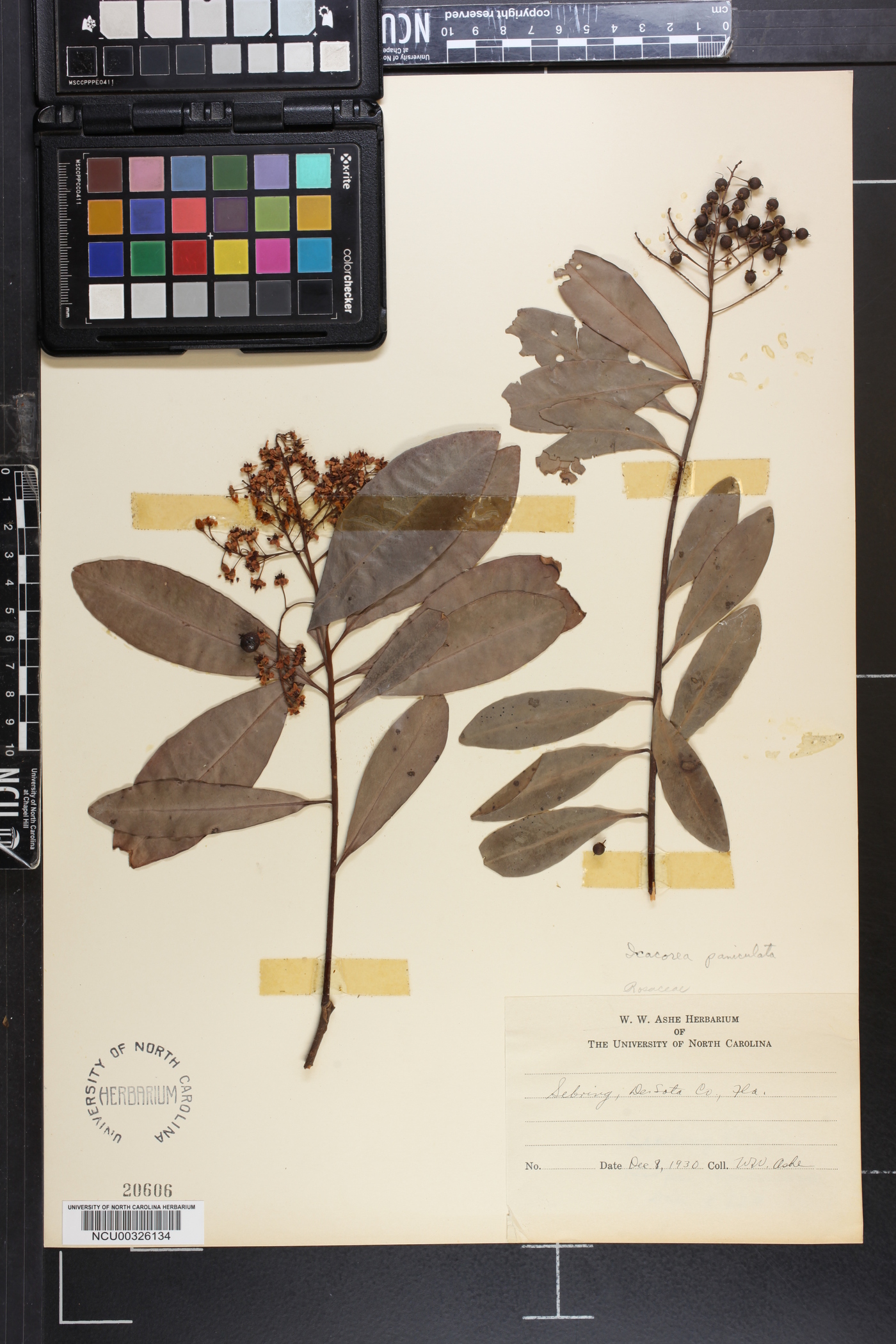 Icacorea paniculata image