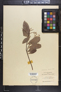 Icacorea paniculata image