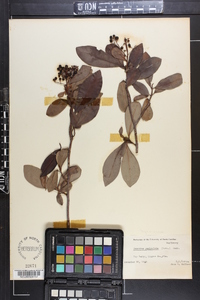 Icacorea paniculata image