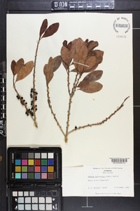 Myrsine guianensis image