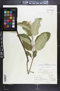 Asclepias variegata image