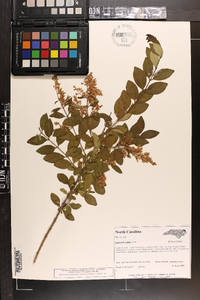 Ligustrum sinense image