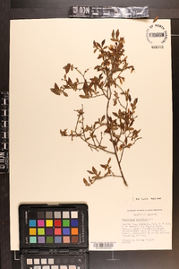 Vaccinium tenellum image