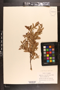 Vaccinium tenellum image