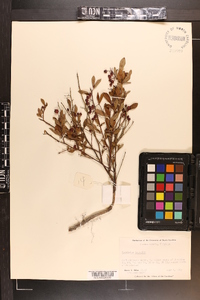 Vaccinium tenellum image