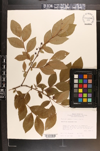 Vaccinium fuscatum image