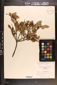 Vaccinium fuscatum image