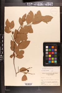 Vaccinium fuscatum image