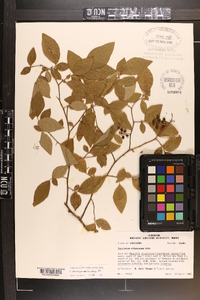 Vaccinium fuscatum image