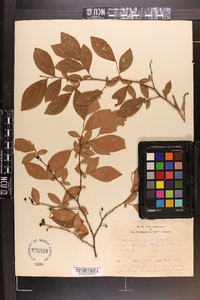 Vaccinium fuscatum image