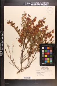 Vaccinium fuscatum image