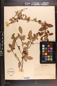 Vaccinium fuscatum image